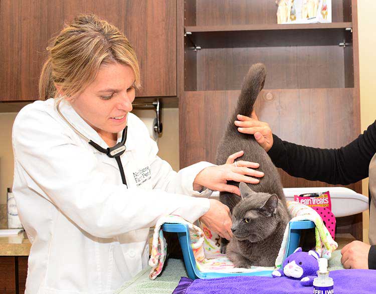 Adult Feline Wellness Care at North Shore Family Pet Hospital