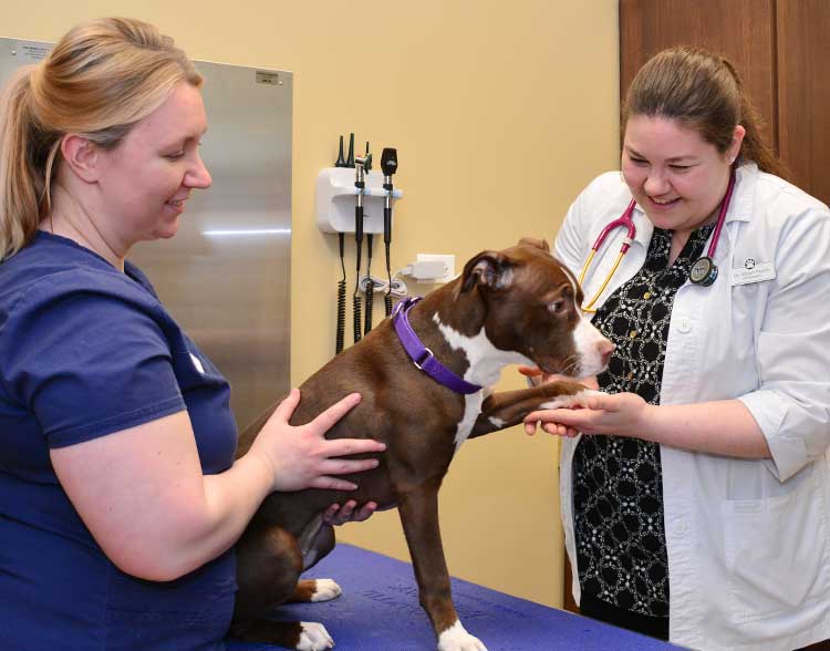 Canine Health Care in Northbrook IL