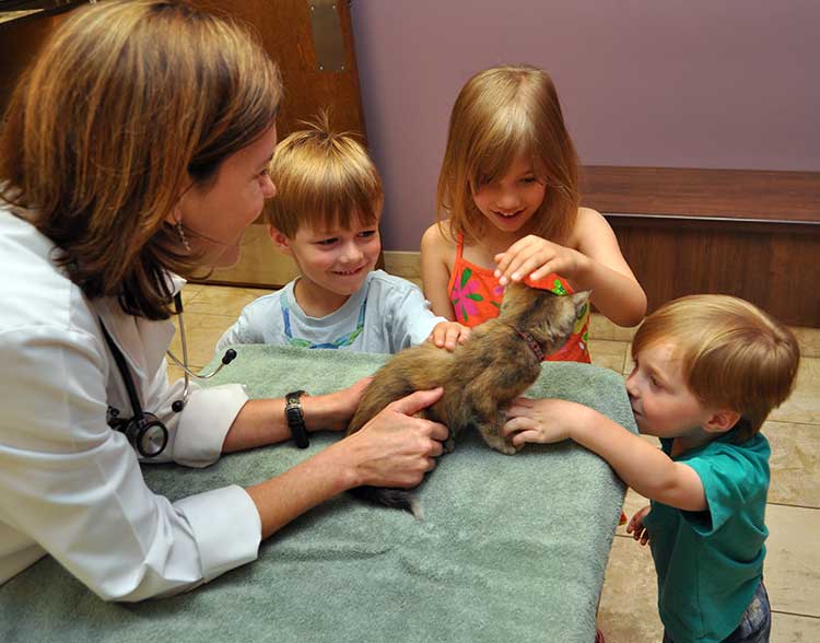 Kitten Care in Northbrook IL