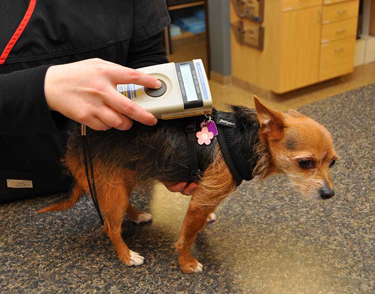 Pet Microchipping at North Shore Family Pet in Northbrook, IL