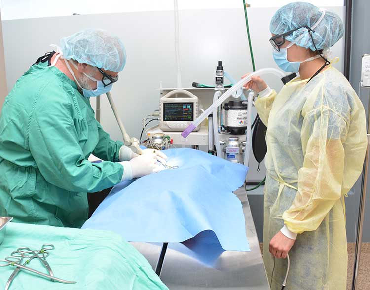 Veterinary Surgical Procedures at North Shore Family Pet Hospital in Northbrook IL