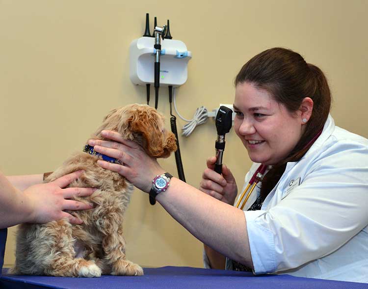 Puppy Veterinarian in Northbrook IL
