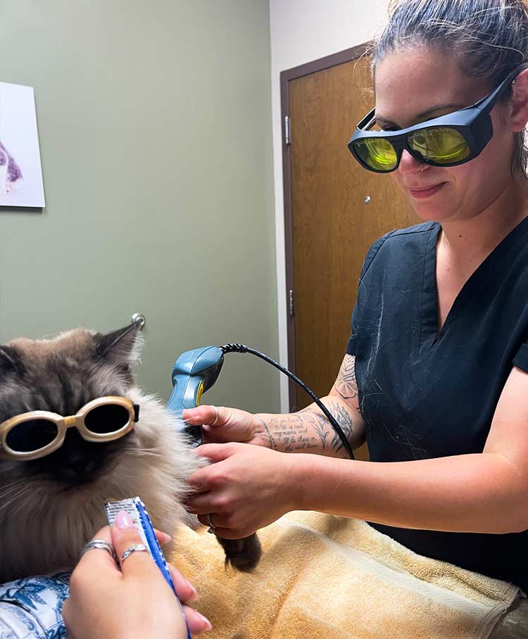 pet-laser-therapy-northbrook-il-2