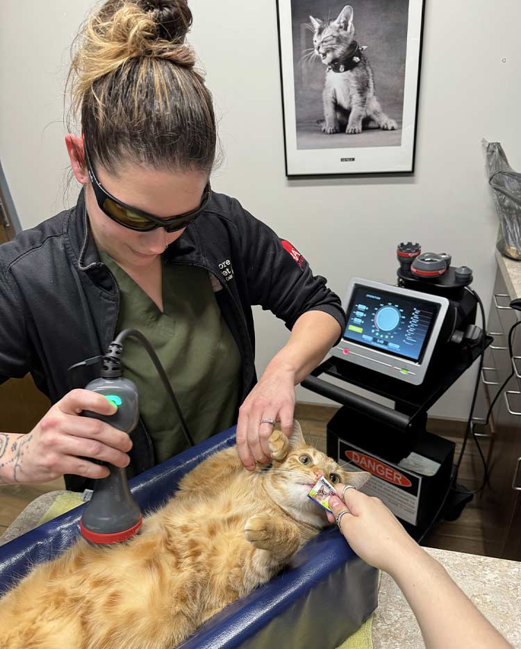 pet-laser-therapy Northbrook il