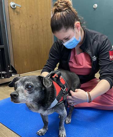 pet-massage-northbrook-il-6